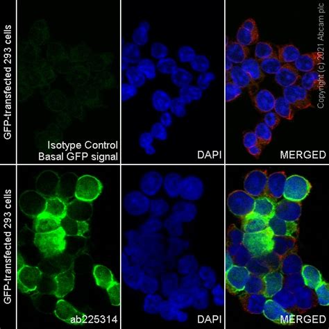 Recombinant Alexa Fluor Anti Gfp Antibody Epr Gfp Booster