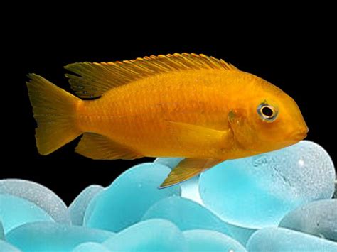 Tropheops Tropheops Chilumba Orange Lake Malawi Cichlids Cichlids