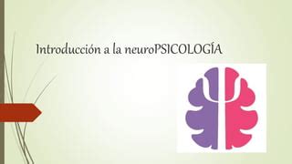 Introduccion A Las Neurociencias Ambitos De La Neuropsicologia PPT