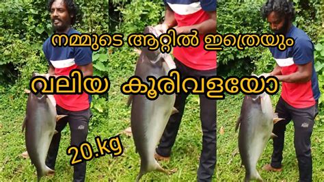 ആറ്റിൽ ഇത്രെയും വലിയ മീനോ 😳😳20kg ഉള്ള വാളയെ നമ്മുടെ ആറ്റിൽ നിന്ന്