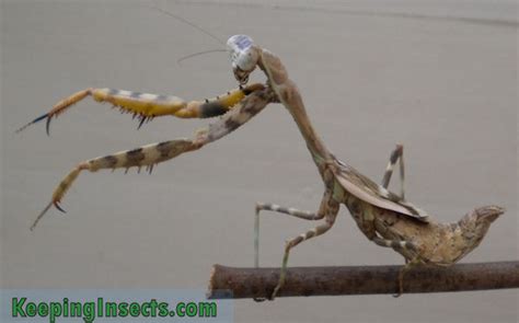 Praying mantis species | Keeping Insects