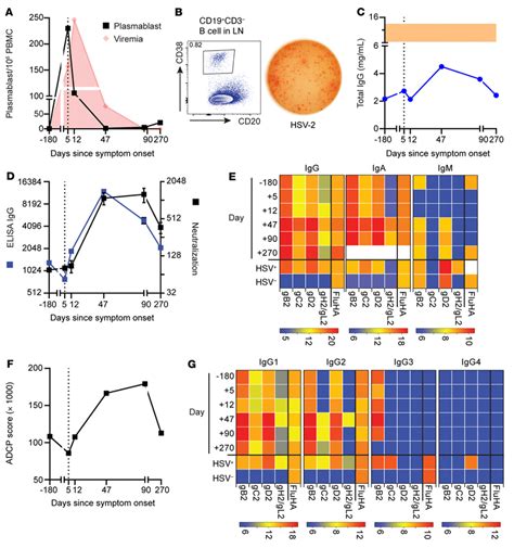 Vigorous HSV Specific B Cell Responses Were Observed In The Blood And