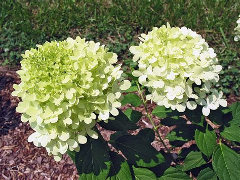 Limelight Hydrangea Named Mississippi Medallion Winner Mississippi