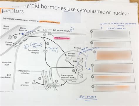 Steroid Hormone Diagram Quizlet