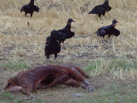 The Sly Fox Seven: Dead Hog