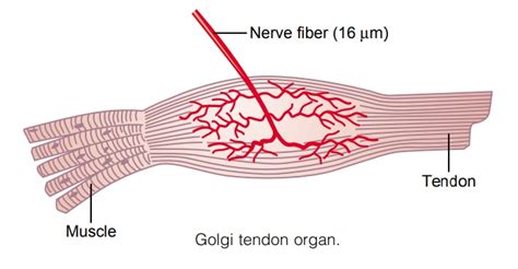 Golgi Tendon Reflex