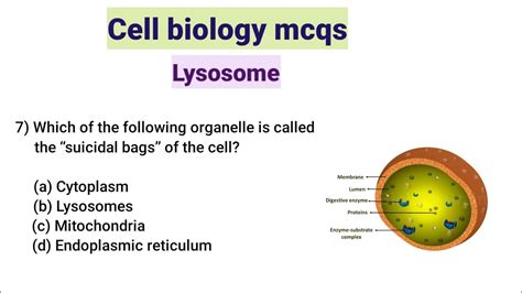 Cell Biology Mcq Questions And Answers Mcq On Lysosomes Youtube