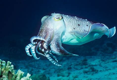 Research dives into camouflage biomimicry | Cuttlefish, Cephalopod ...