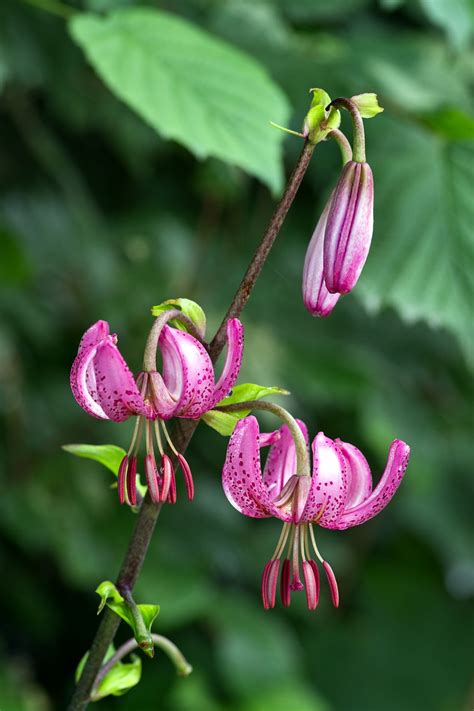 Martagon Lily Flowers Plant Turban Free Photo On Pixabay Pixabay