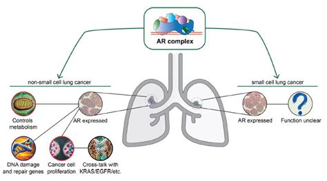 Androgen Receptor In Lung Development And Lung Cancer Encyclopedia Mdpi