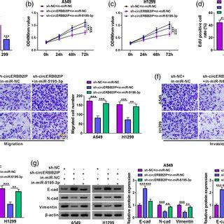 Circ Regulated Malignant Phenotypes Of Crc Cells By Adsorbing