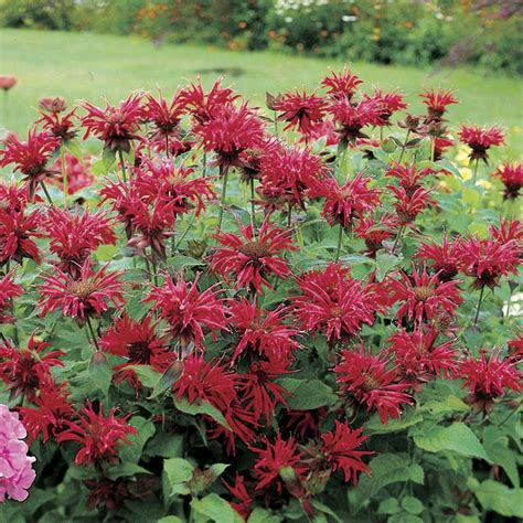 Monarda Gardenview Scarlet From Wayside Bee Balm Flower Garden