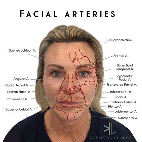 Facial Arteries Facial Anatomy Facial Aesthetics Cosmetic Clinic