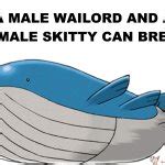 Wailord and skitty Meme Generator - Imgflip