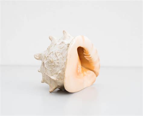 Old Large Conch Or Queen Helmet Shell For Sale At Stdibs Queen