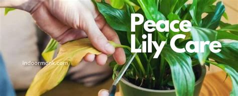 Peace Lily Care Indoor Plant Care And Growing Guide Indoor Monk
