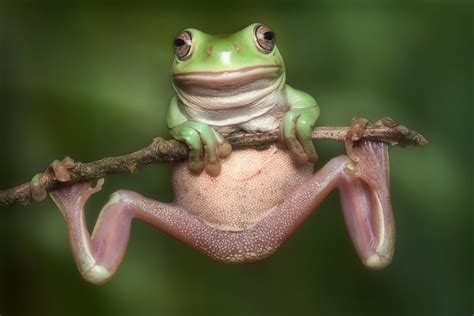 Whites Tree Frog Litoria Caerulea Patrick Zephyr Photography