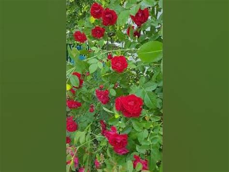 Песня для души. Оксана Джелиева,,Больно,, - YouTube