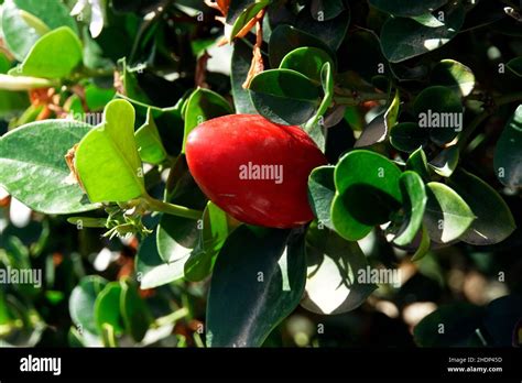 fruit, natal plum, fruits Stock Photo - Alamy