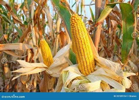 Corn Field Stock Photo Image Of Agronomy Harvest Grow