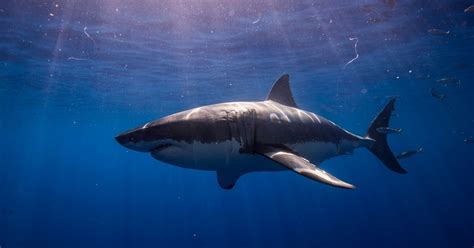 Biggest Great White Shark Ever Caught In The World