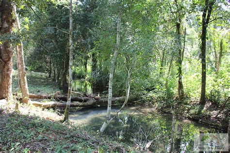 Belize 100 Acres On Creek In Unitedville Grupo Mar Realty Creek Land