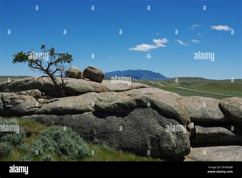 Tree Growing Out Of Rock Hi Res Stock Photography And Images Alamy