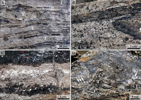 Early Diagenetic Black Chert In Outcrop A Early Diagenetic Chert