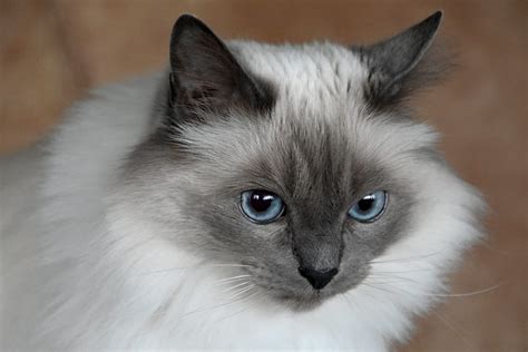 Birman Cat Pictures and Information - Cat-Breeds.com