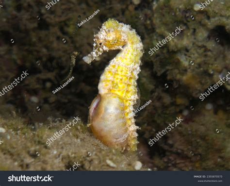 6274 Seahorse Babies Images Stock Photos 3d Objects And Vectors