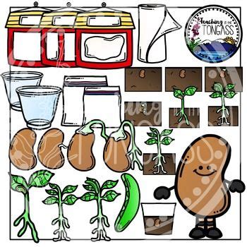 Lima Bean Plant Life Cycle Clipart Bundle Plant Life Cycle Life