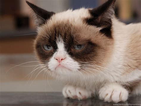 5 Magic Grumpy Cat Screensavers Hd Wallpapers Hd Wallpapers Galeries