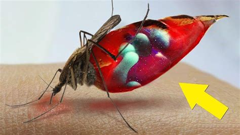 Qué le sucede a tu sangre dentro de un mosquito YouTube