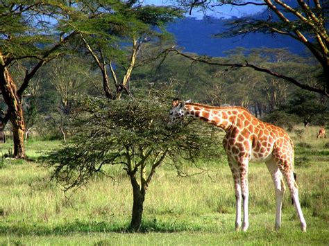 Giraffe Eating Leaves | Giraffe Facts and Information