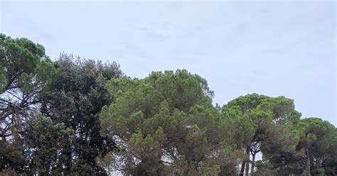 Troben un cadàver esquarterat en un bosc de Piera a l Anoia