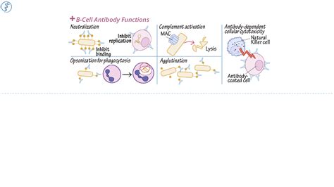 Immunology Microbiology Antibody Functions Ditki Medical