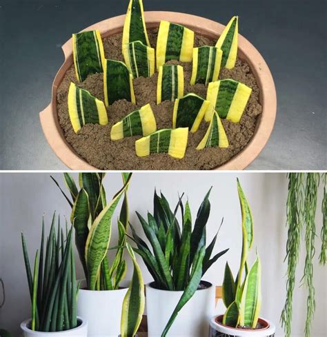 Cómo Propagar Sansevieria La Planta Indestructible Consejos Brillantes