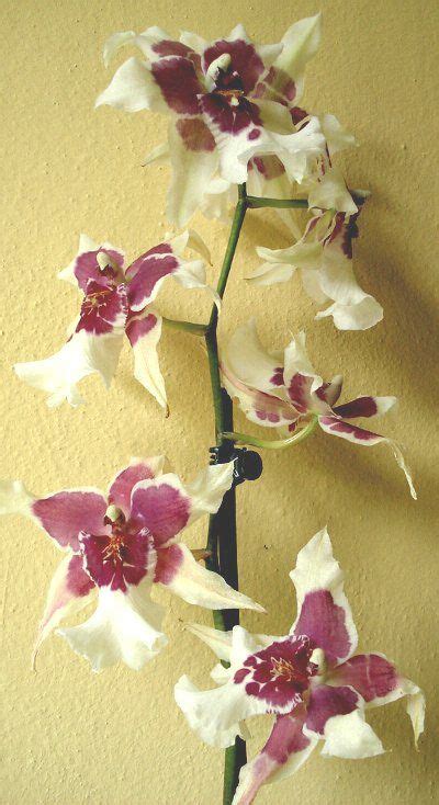 Cambria Orchidee Tecniche Di Coltivazione E Principali Specie Dell