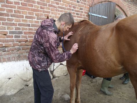 Kierunek Technik Weterynarii Szko A Policealna Pasja