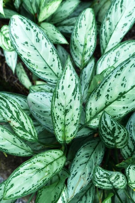 Verdes Chinos O Plantas De Aglaonema En Maceta Fondo De Hojas Borrosas