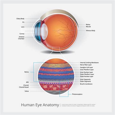 Menselijk Oog Anatomie Vectorillustratie Vectorkunst Bij Vecteezy