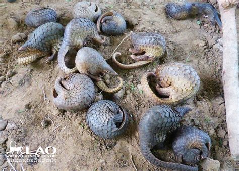 In Photos Rescued Pangolins Released Back Into The Wild In Thailand