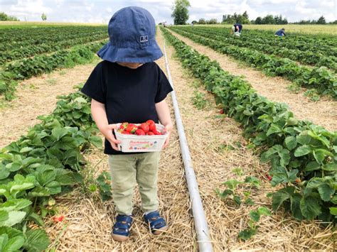 Erdbeeren Pfl Cken In Stuttgart Raus Mit Uns De