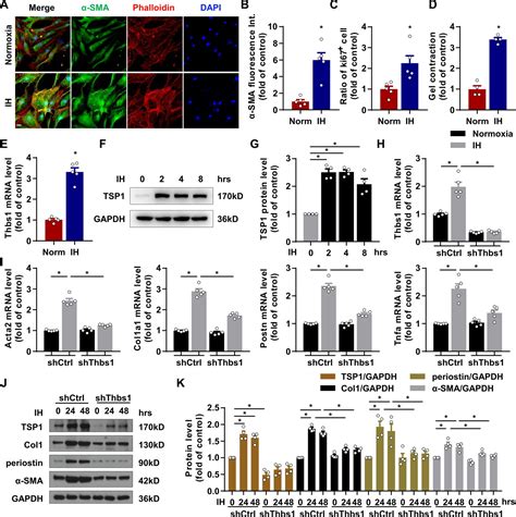 Figures And Data In Intermittent Hypoxia Mediated By TSP1 Dependent On