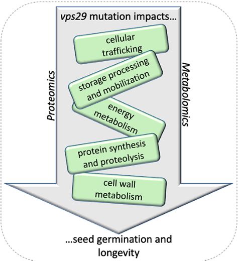 Figure 5 From Combined Proteomic And Metabolomic Profiling Of The