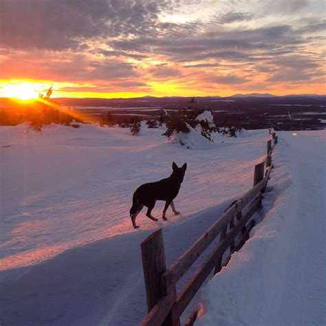 Landscape in Levi, Lapland Photo by @Vipula1