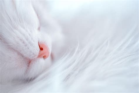 Katt Sova Sovande Gratis Foto På Pixabay Pixabay