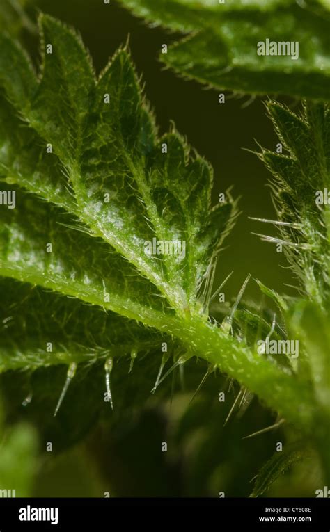 Cause Of Nettle Rash Common Stinging Nettles In Close Up Detail Showing