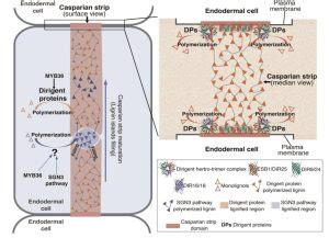 A dirigent protein complex directs lignin polymerization and assembly of the root diffusion ...