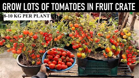 How To Grow Tomato Tree